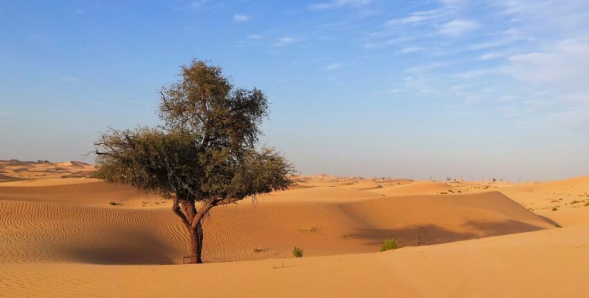 أبو ظبي: استئجار طائرة خاصة 