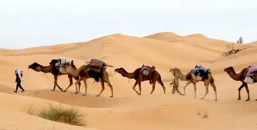 تونس: استئجار طائرة خاصة