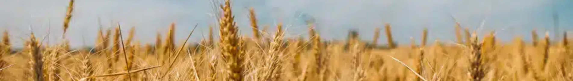 تشيرنوباييفكا: استئجار طائرة خاصة