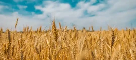 ترنوبل: استئجار طائرة خاصة