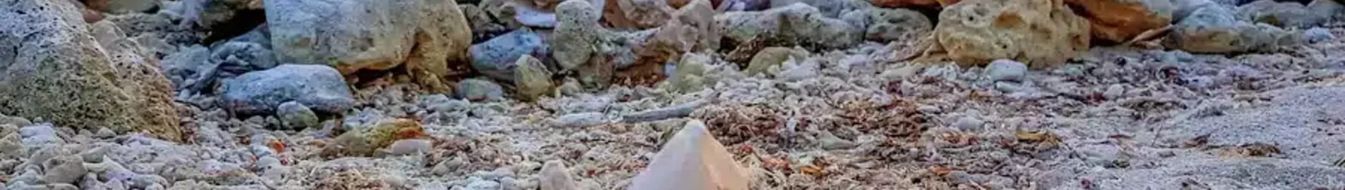 موستيك: استئجار طائرة خاصة