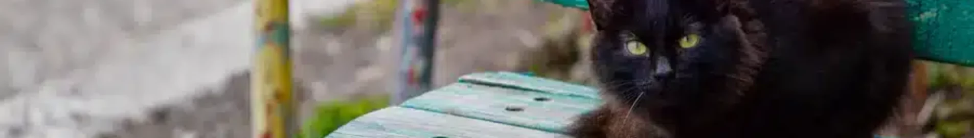 نيجنكامسك بيجيشيفو: تأجير طائرة خاصة