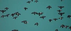 سوتشي: استئجار طائرة خاصة