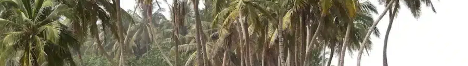 سانياني: استئجار طائرة خاصة