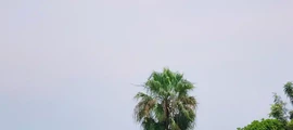كاليمي: استئجار طائرة خاصة