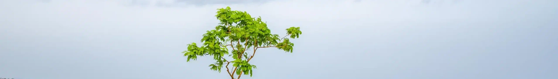 أكور: استئجار طائرة خاصة